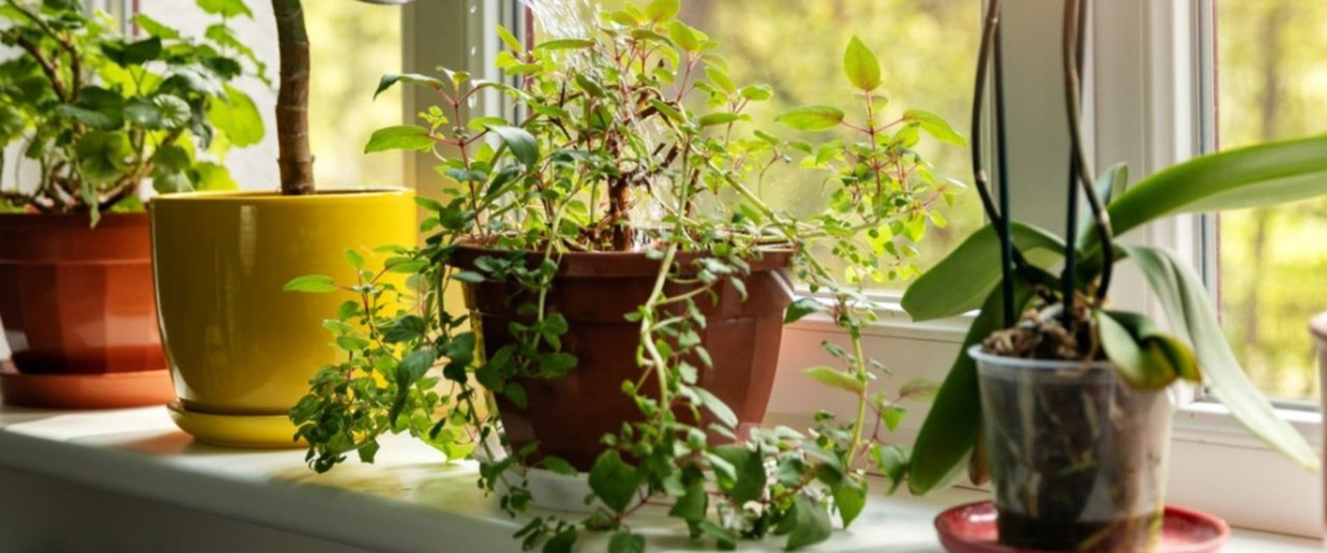 Providing Adequate Light and Water Indoors: How to Set Up and Maintain an Organic Garden